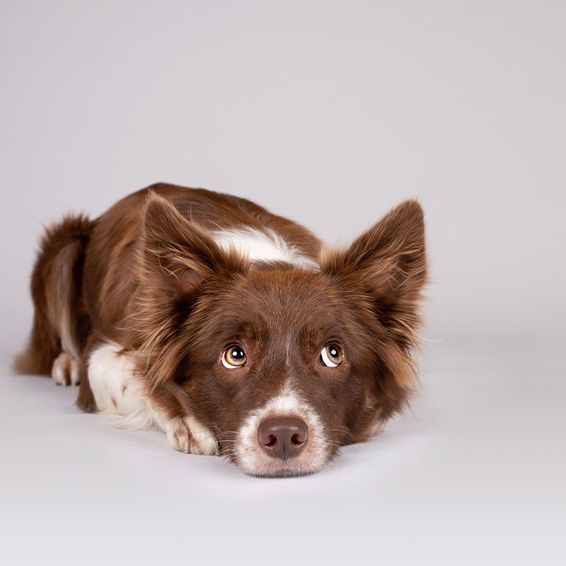 Hunde im Center